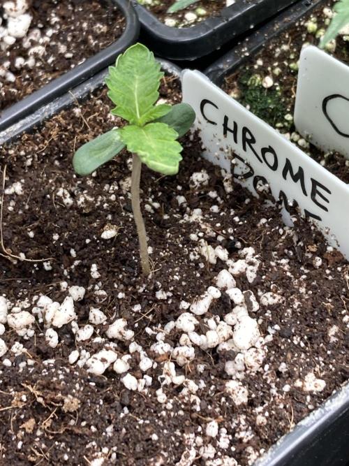 Chrome Dome (Compound Genetics). Week 1