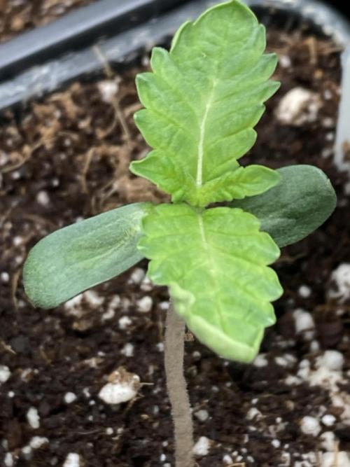 Chrome Dome (Compound Genetics). Week 1