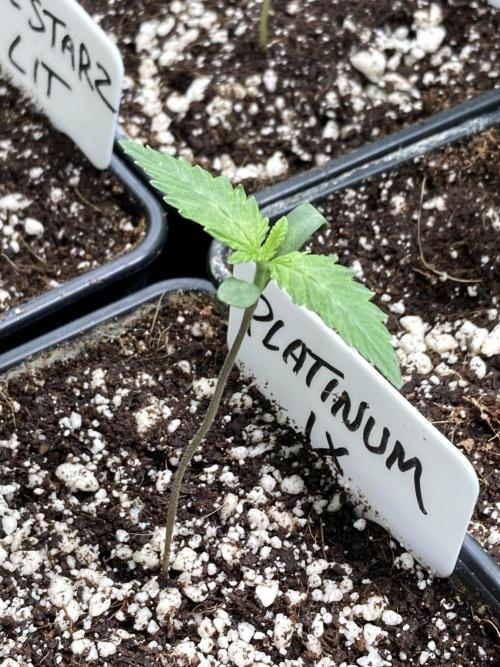 Platinum IX (In House Genetics). Week 1