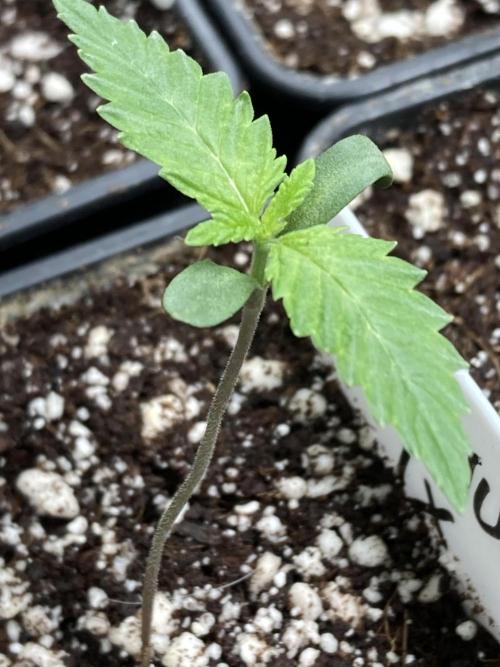 Platinum IX (In House Genetics). Week 1