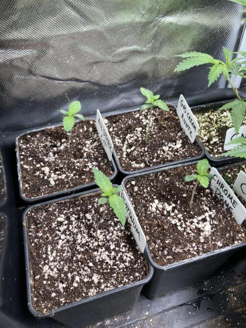 All Starz (LIT FARMS). Week 1