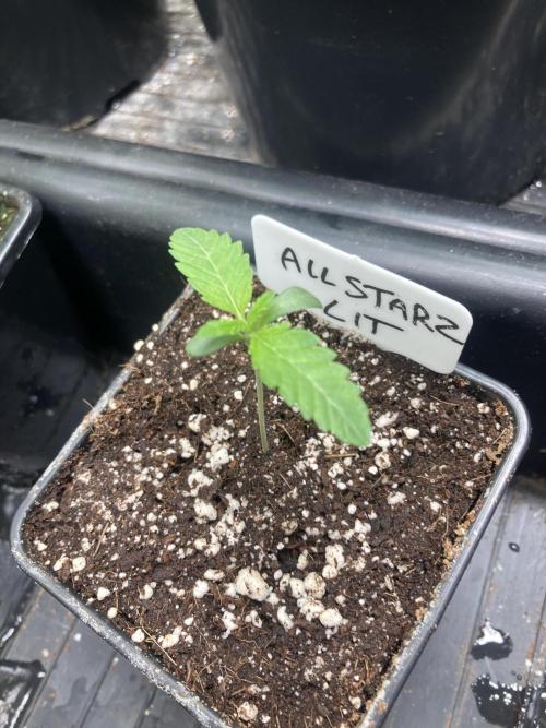 All Starz (LIT FARMS). Week 1