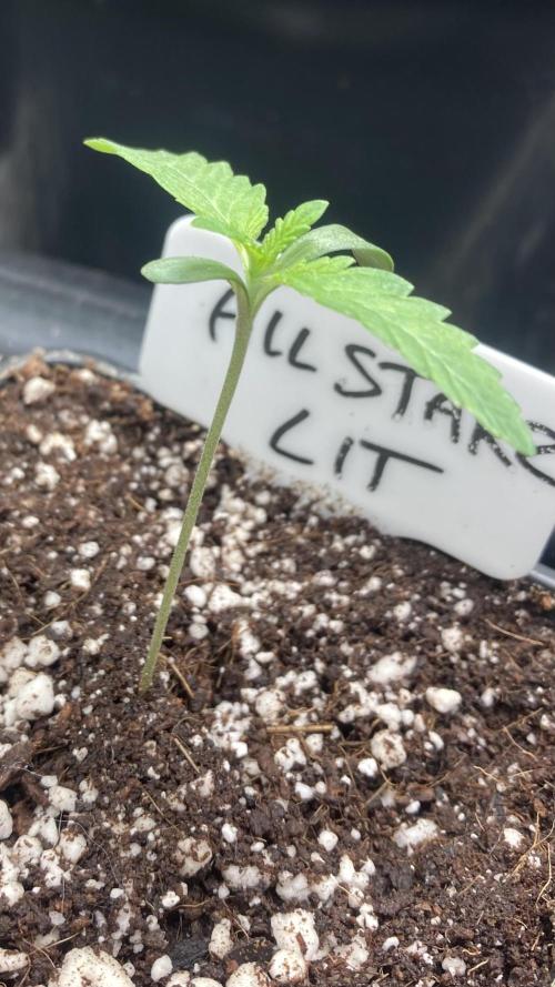 All Starz (LIT FARMS). Week 1