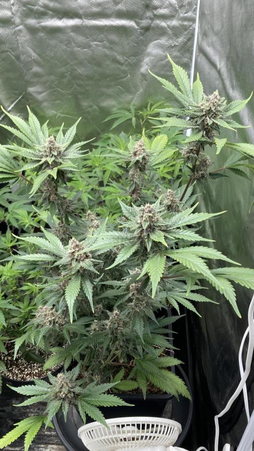 Getting Frosty with the Boys. Week 11