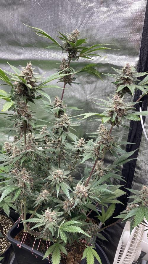 Getting Frosty with the Boys. Week 11