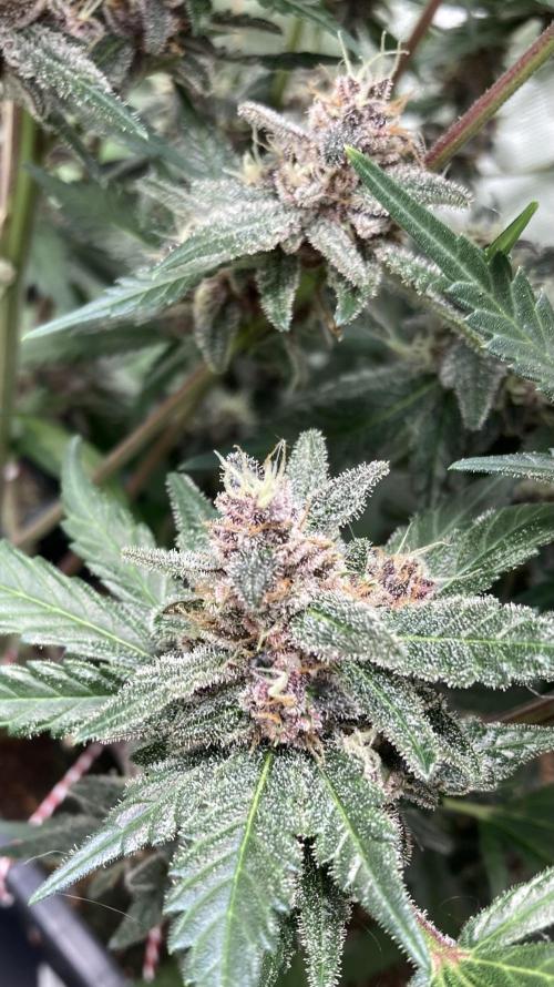 Getting Frosty with the Boys. Week 11