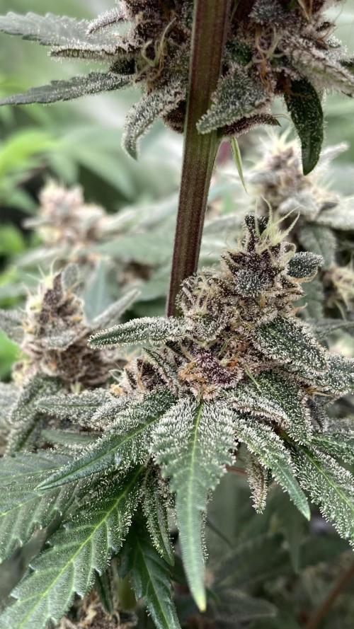 Getting Frosty with the Boys. Week 11