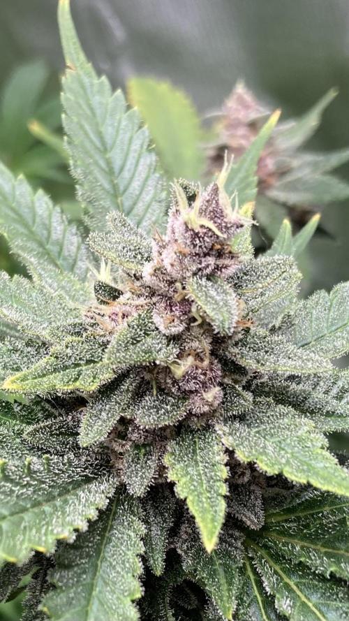 Getting Frosty with the Boys. Week 11