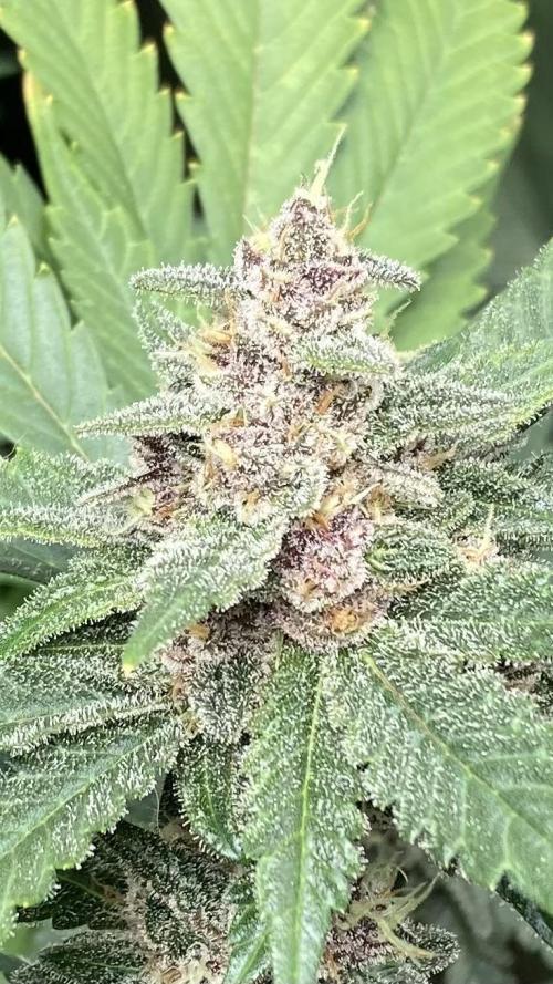 Getting Frosty with the Boys. Week 11