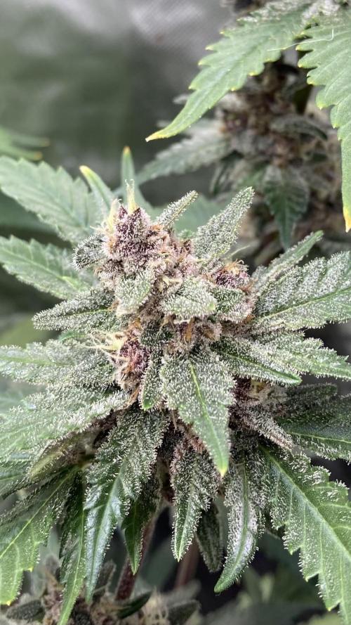 Getting Frosty with the Boys. Week 11