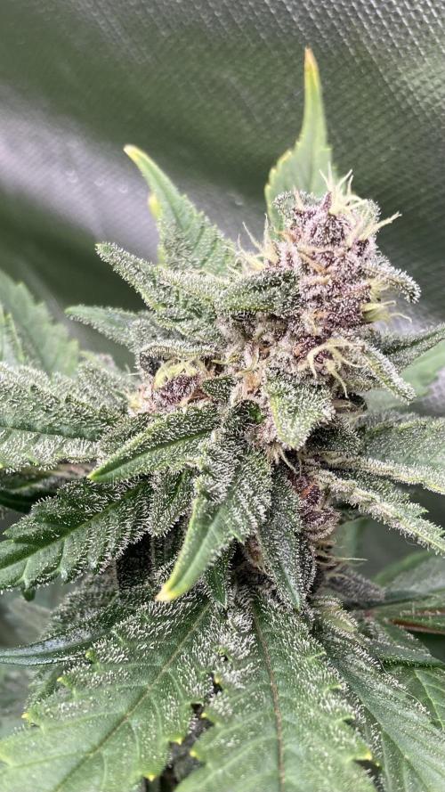 Getting Frosty with the Boys. Week 11