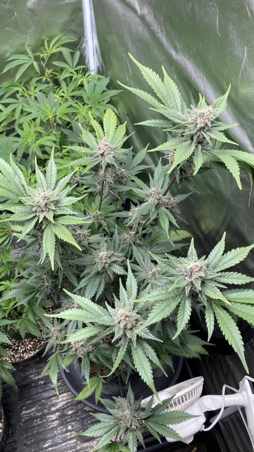 Getting Frosty with the Boys. Week 11