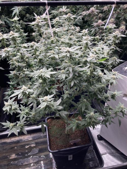 Glazed Pastries#3 (In House Genetics). Week 6