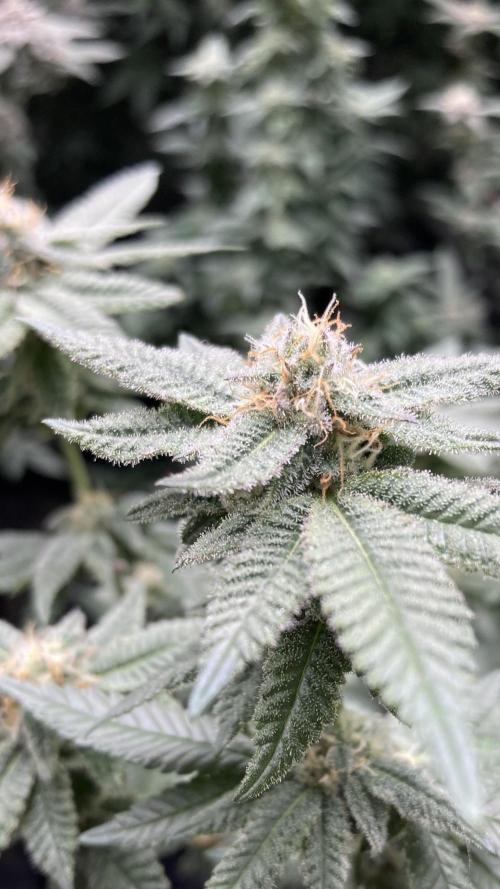 Glazed Pastries#3 (In House Genetics). Week 6