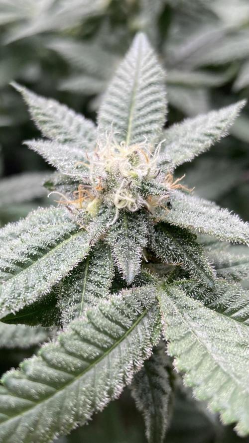 Glazed Pastries#3 (In House Genetics). Week 6