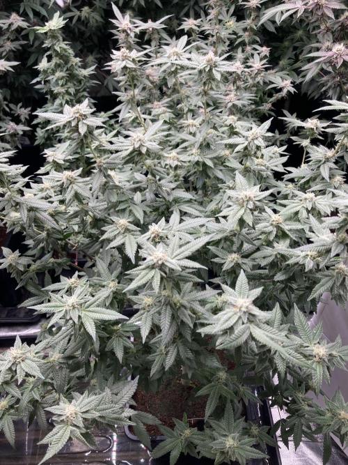 Glazed Pastries#3 (In House Genetics). Week 6