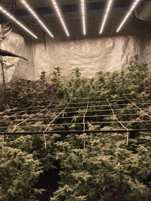 PLATINUMZ#2 (In House Genetics). Week 6