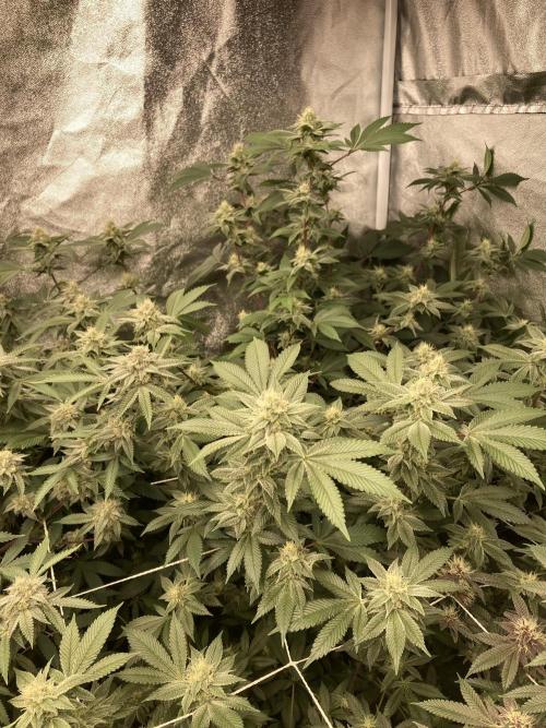 PLATINUMZ#2 (In House Genetics). Week 6