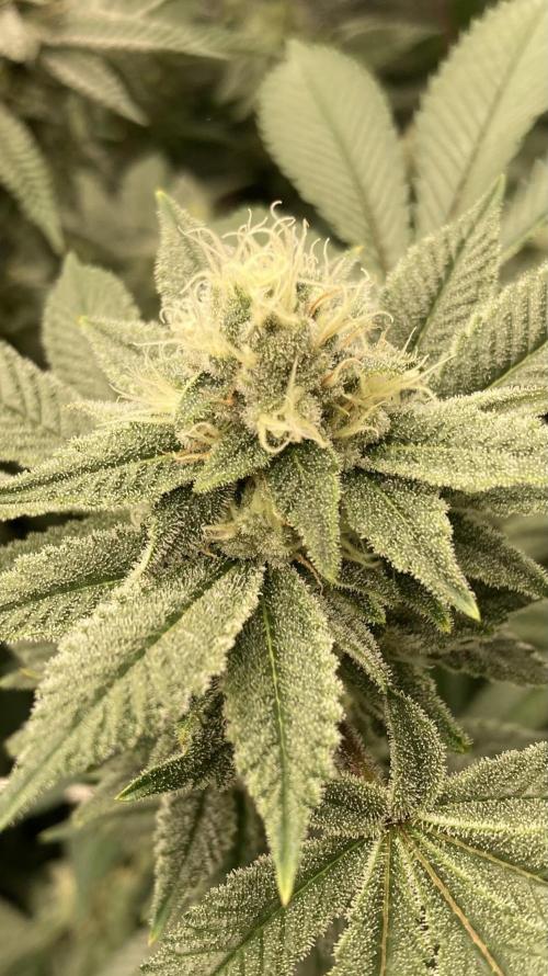 PLATINUMZ#2 (In House Genetics). Week 6