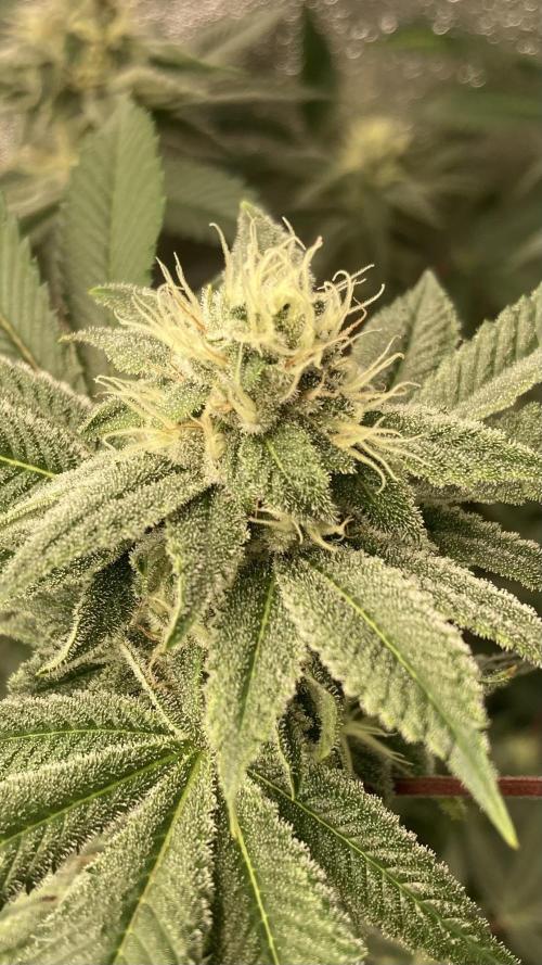 PLATINUMZ#2 (In House Genetics). Week 6