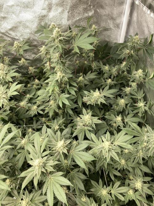 PLATINUMZ#2 (In House Genetics). Week 6