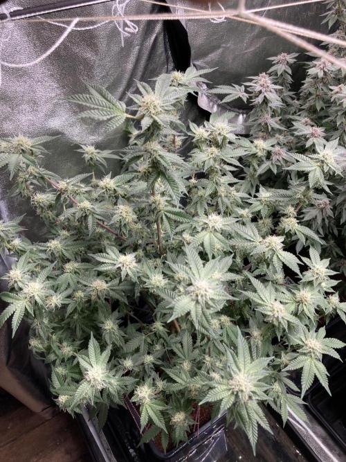 Colorado Nightshifter (Relentless). Week 22