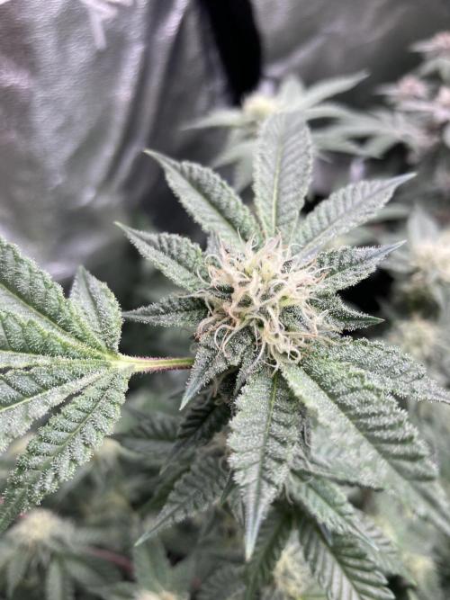 Colorado Nightshifter (Relentless). Week 22