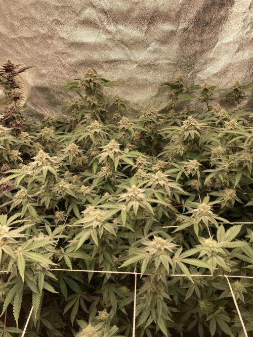 Colorado Nightshifter (Relentless). Week 22