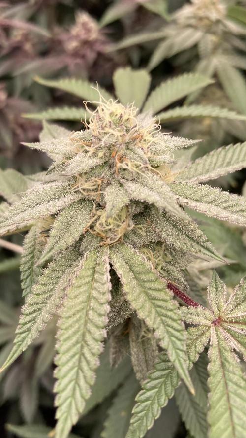 Colorado Nightshifter (Relentless). Week 22