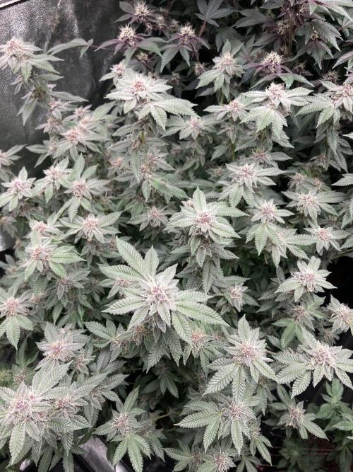 Colorado Nightshifter (Relentless). Week 22