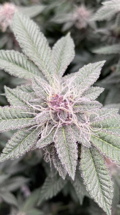 Colorado Nightshifter (Relentless). Week 22