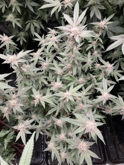 Colorado Nightshifter (Relentless). Week 22