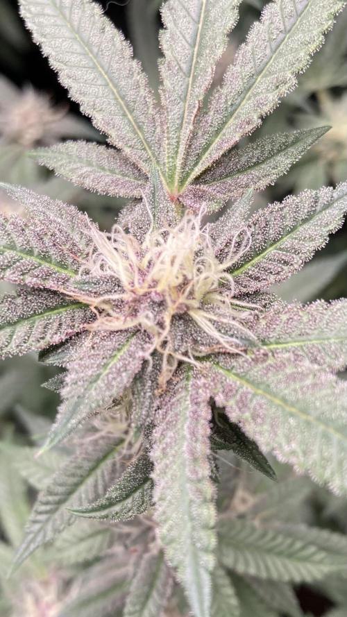 Colorado Nightshifter (Relentless). Week 22