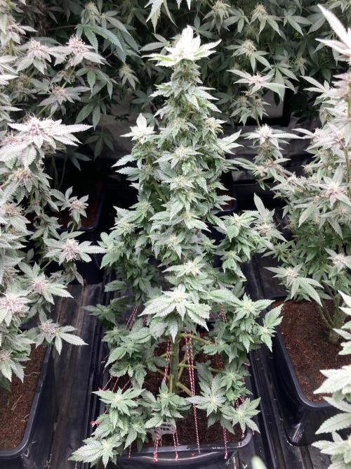 Colorado Nightshifter (Relentless). Week 22