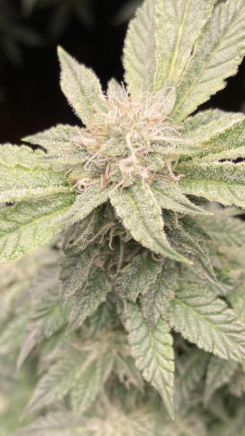 Colorado Nightshifter (Relentless). Week 22