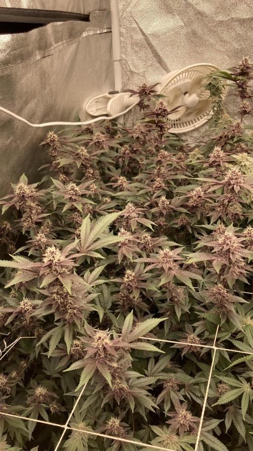 Colorado Nightshifter (Relentless). Week 22