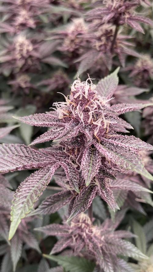 Colorado Nightshifter (Relentless). Week 22