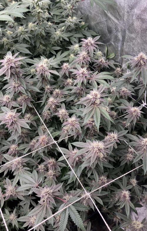 Colorado Nightshifter (Relentless). Week 22