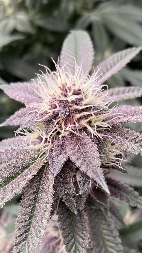 Colorado Nightshifter (Relentless). Week 22