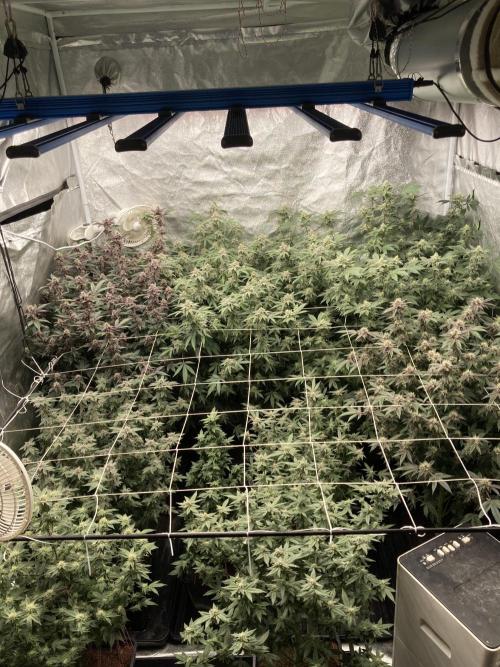 Colorado Nightshifter (Relentless). Week 22