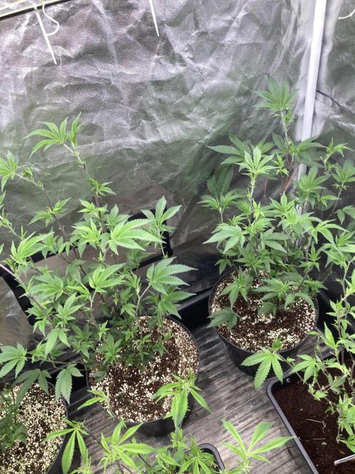 Animorph Mints ‘My Keeper Cut’. Week 1