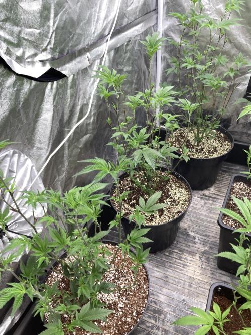 Animorph Mints ‘My Keeper Cut’. Week 1