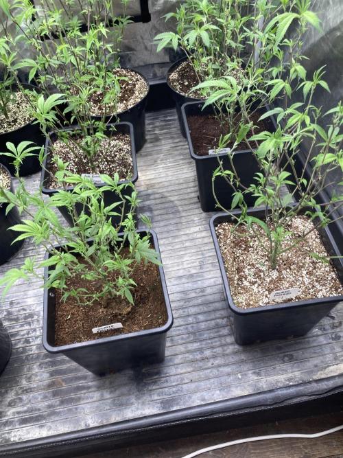 Glazed Pastries Clones (In House Gen). Week 1