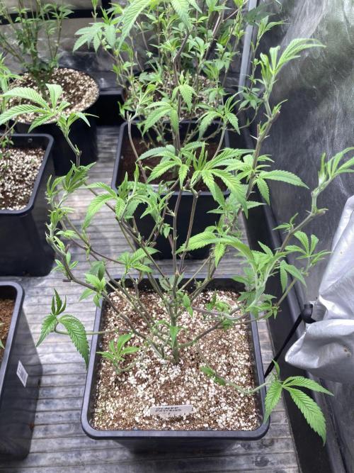 Glazed Pastries Clones (In House Gen). Week 1