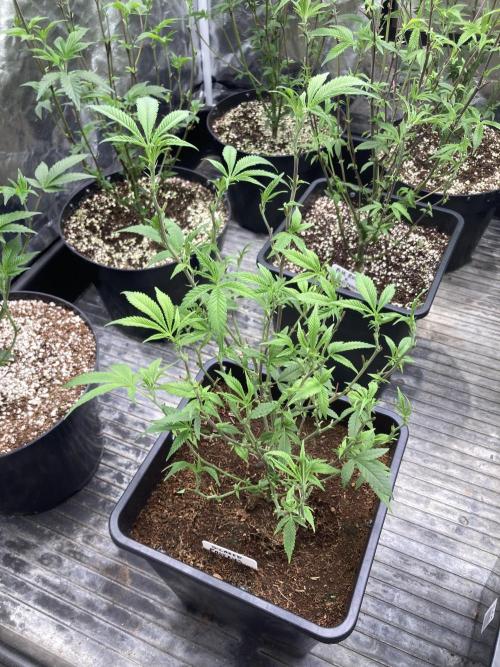 Glazed Pastries Clones (In House Gen). Week 1