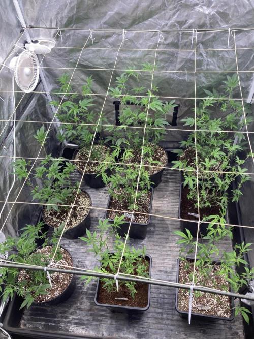 Pink Runtz x Hollywood Clones (Cookies). Week 1