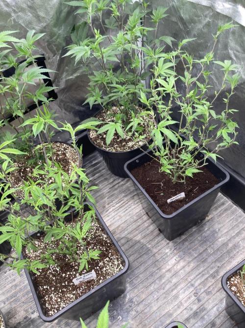 Pink Runtz x Hollywood Clones (Cookies). Week 1