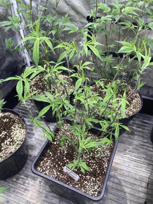 Pink Runtz x Hollywood Clones (Cookies). Week 1