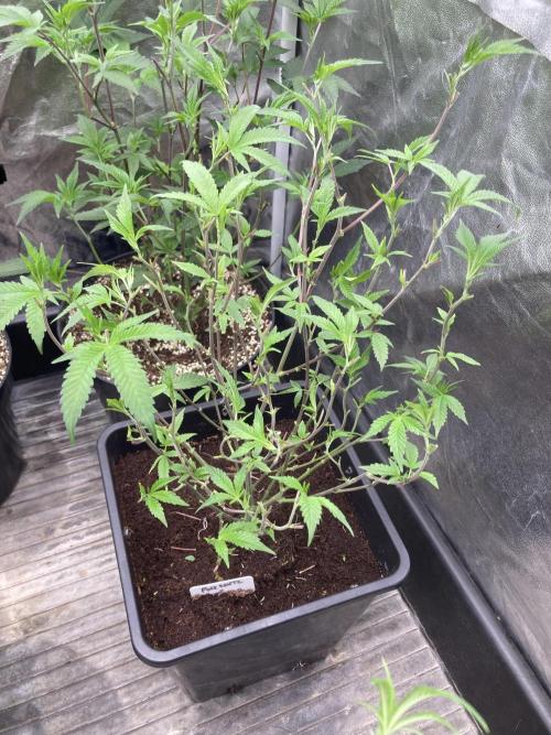 Pink Runtz x Hollywood Clones (Cookies). Week 1