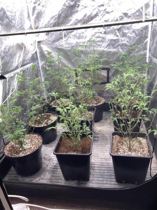 Pink Runtz x Hollywood Clones (Cookies). Week 1